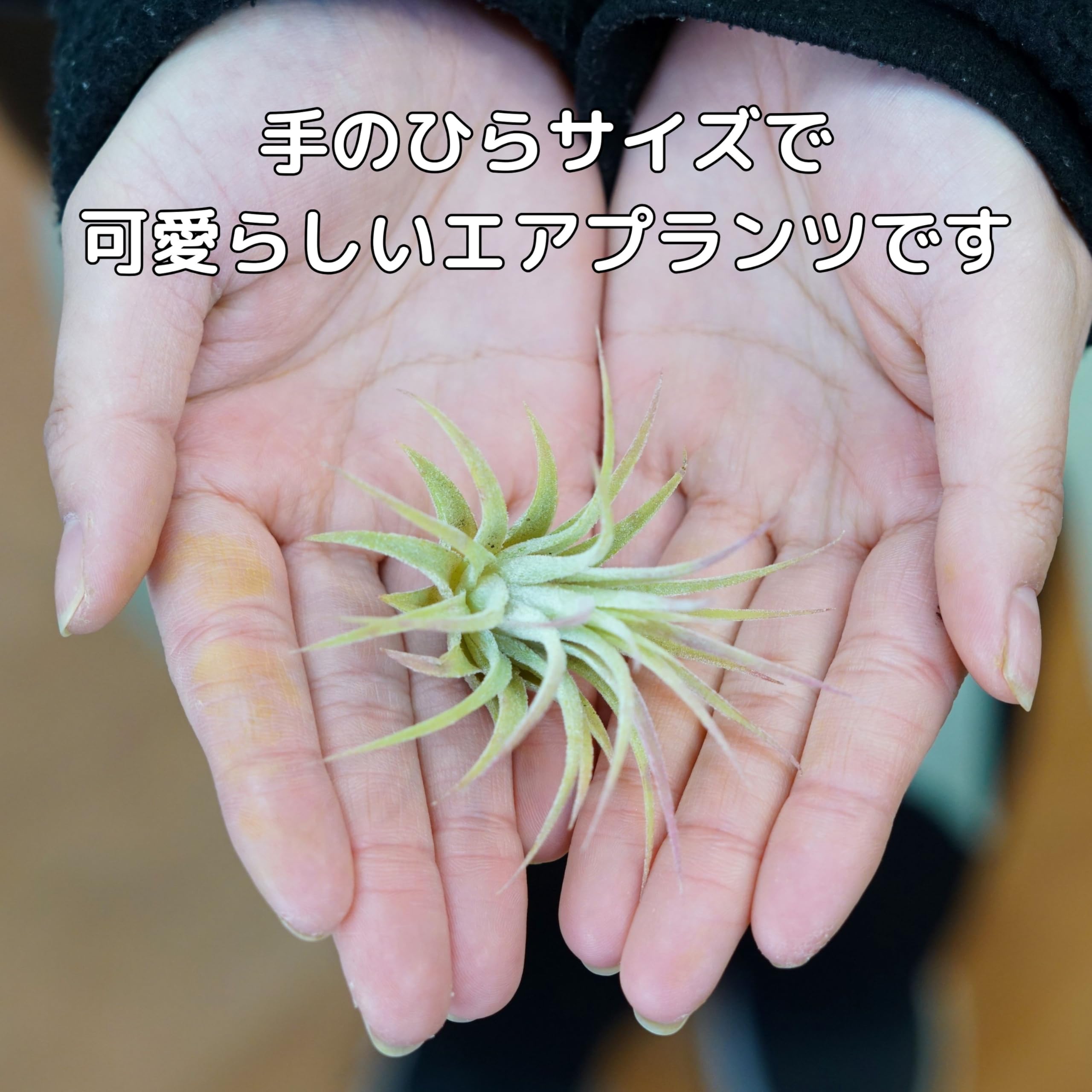 エアープランツ　イオナンタ　確認用 Amazon｜エアプランツ チランジア エアープランツ (イオナンタS